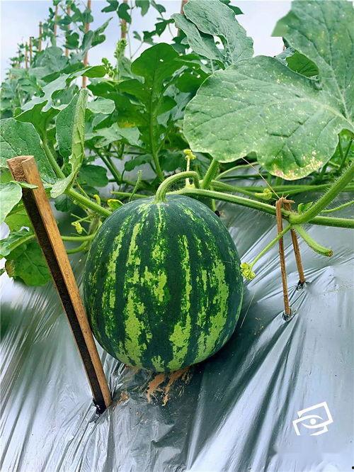 阿吴吃瓜,揭秘娱乐圈幕后故事