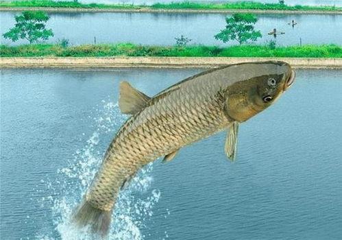 草鱼吃吊瓜么,探究草鱼是否喜食吊瓜之谜