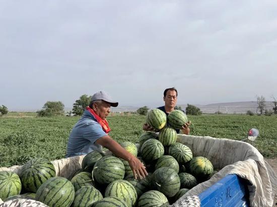 塘下涌吃瓜,揭秘乡村夏日里的欢乐时光