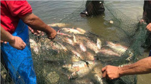 吃瓜捕鱼神器,轻松捕鱼，尽享乐趣