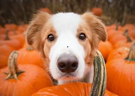 狗狗吃扶手瓜好吗,狗狗食用扶手瓜的安全性探讨