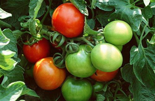 余年吃瓜番茄小说,余年吃瓜小说的甜蜜与苦涩