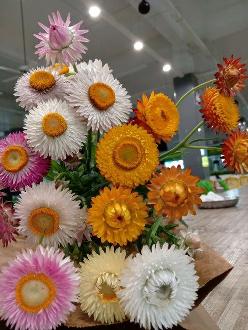 园艺圈吃瓜,揭秘那些“吃瓜”背后的故事与真相