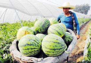 泗阳吃瓜事件,一场网络舆论的风暴与反思