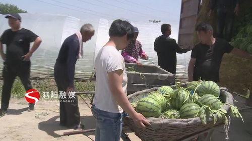 泗阳吃瓜事件,一场网络舆论的风暴与反思