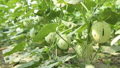 吃瓜必须吃全瓜吗,揭秘瓜果美食的完美体验