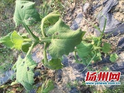 边砍边吃的瓜,瓜香四溢的夏日之旅