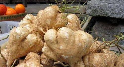 王小九吃土瓜,一场味蕾与自然的邂逅