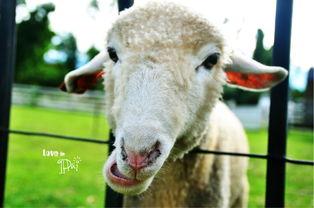 吃羊羊瓜,探寻美味与营养的完美融合