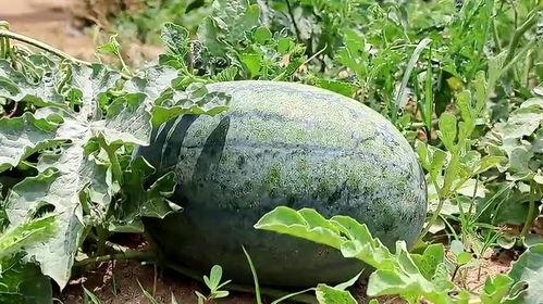 梦思吃瓜,揭秘娱乐圈那些不为人知的幕后故事