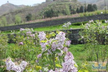 丁香嘉园吃瓜,一场吃瓜盛宴背后的故事