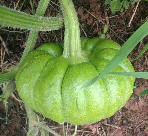 姜吃姜瓜,探寻传统美食的独特魅力