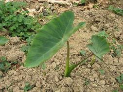 小苗吃瓜,小苗的夏日瓜果盛宴