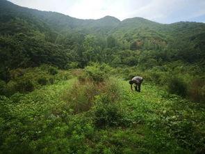 吃瓜群众黄河,吃瓜群众的视角解读