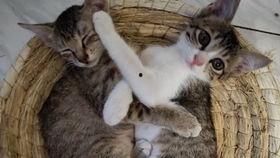 猫吃一整个瓜,萌态尽显