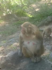 猴子偷桃吃瓜,瓜园趣事连连