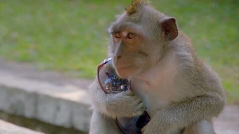 猴子偷桃吃瓜,瓜园趣事连连