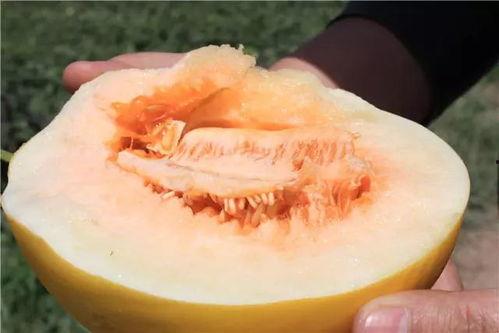 沙河蜜瓜怎么吃,解锁夏日清新口感