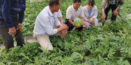 欣欣向荣吃瓜,吃瓜群众乐翻天
