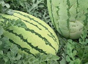 老西湖瓜怎么吃,解锁夏日清新美味