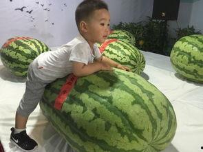 陇南吃瓜群众事件,一场网络舆论的风暴与反思