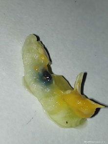 吃蓝色瓜,揭秘蓝色瓜果的独特魅力