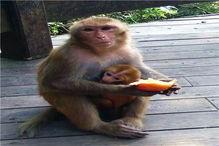 猴子和小孩吃瓜,猴娃共赏瓜果乐