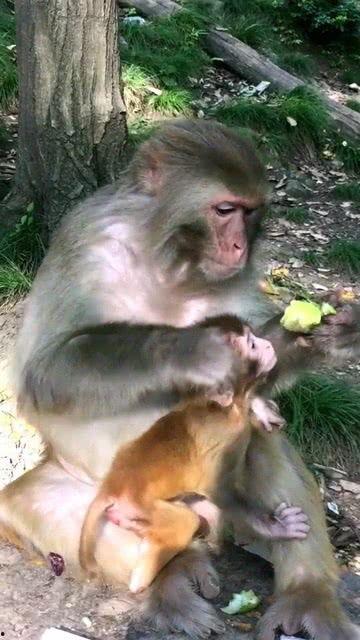 猴子和小孩吃瓜,猴娃共赏瓜果乐