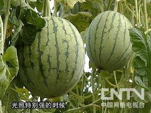 洗完瓜可以吃吗,洗完瓜可以直接食用吗？