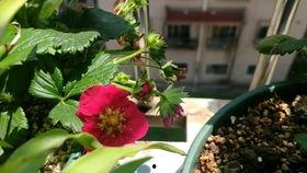 吃哈密瓜怎么吃吐了