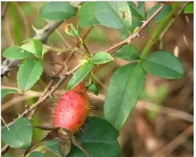 黄子虞吃瓜,揭秘娱乐圈幕后真相