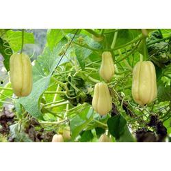 佛手瓜是玉女瓜吗怎么吃,玉女瓜的养生美味，多样食法尽享健康