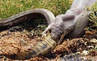 吃瓜蛇动图,趣味横生的自然瞬间