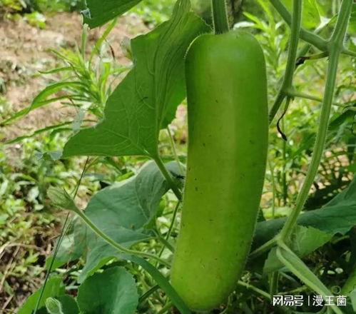 怀孕吃瓠子瓜,瓠子瓜助力母婴健康