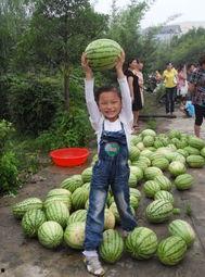 搞笑北明吃瓜,笑料连连，带你领略搞笑界的欢乐盛宴！