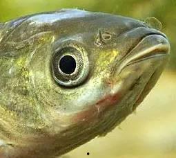 鱼可以吃瓜嘛,探索水族与果蔬的奇妙交融