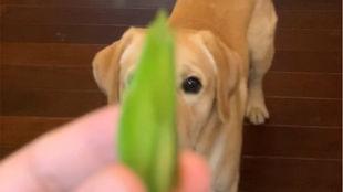 带你吃瓜小狗,带你领略“带你吃瓜小狗”的趣味魅力