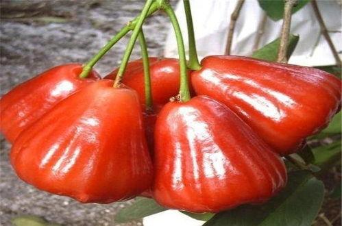 莲雾吃瓜知乎,揭秘水果界的“网红”之争