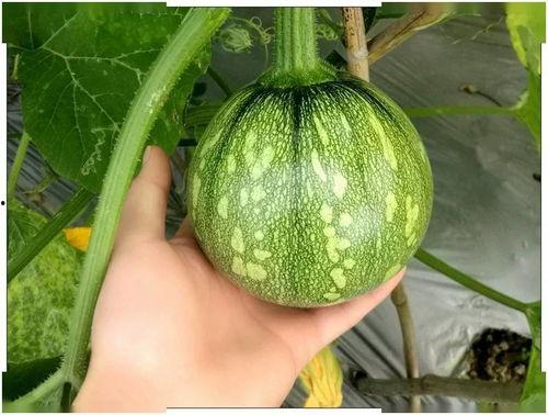 小幻吃瓜,揭秘娱乐圈那些不为人知的幕后故事