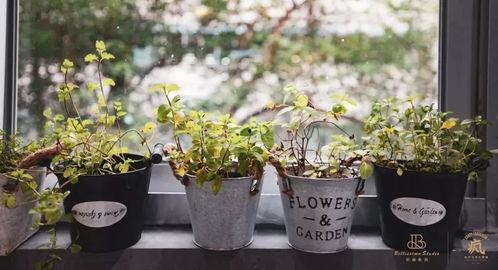 福州小鲜花吃瓜,揭秘吃瓜背后的故事与趣味