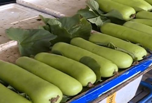 拉稀可以吃葫芦瓜,缓解拉稀的天然良方