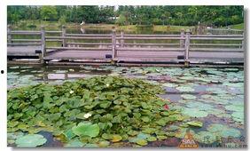 吃瓜浙农林,揭秘校园里的那些“瓜”