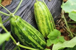 自己的瓜叫不叫吃瓜,跟随自己的瓜叫，品味独特“吃瓜”体验