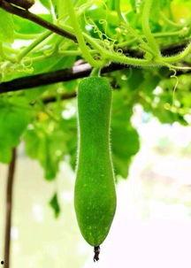 自己的瓜叫不叫吃瓜,跟随自己的瓜叫，品味独特“吃瓜”体验