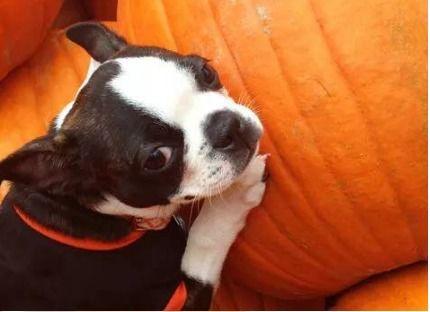 小狗可以吃密瓜吗,揭秘小狗能否享用密瓜