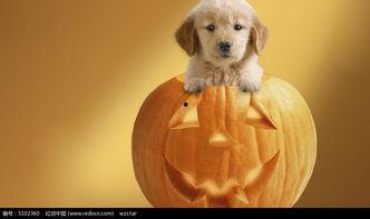 小狗可以吃密瓜吗,揭秘小狗能否享用密瓜