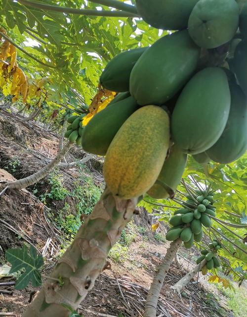 大树瓜可以怎么吃,创意烹饪新体验