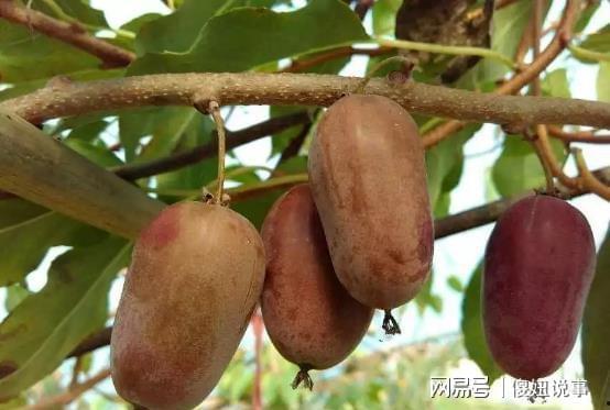 大树瓜可以怎么吃,创意烹饪新体验