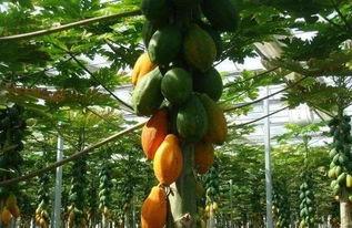 大树瓜可以怎么吃,创意烹饪新体验