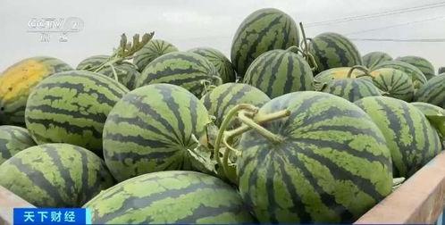 自由吃瓜基地 怎么加入,加入指南与体验分享